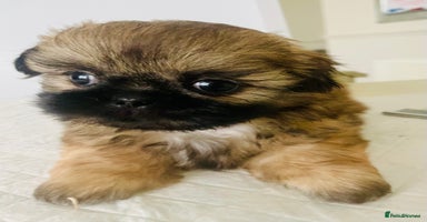 Shih Tzu dogs - Advert 16