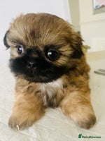 Shih Tzu dogs - Advert 16