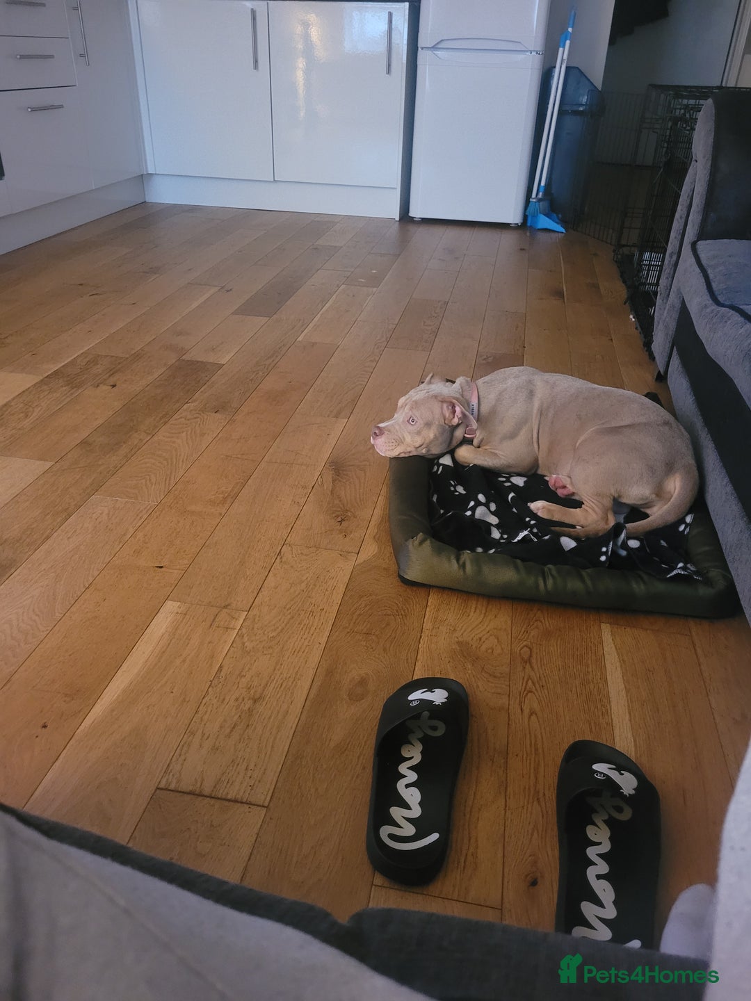 American Bulldog dogs for sale: American pocket bully  - Image 9