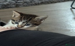 Domestic Shorthair cats for sale: 3 beautiful tabby females  - Image 7