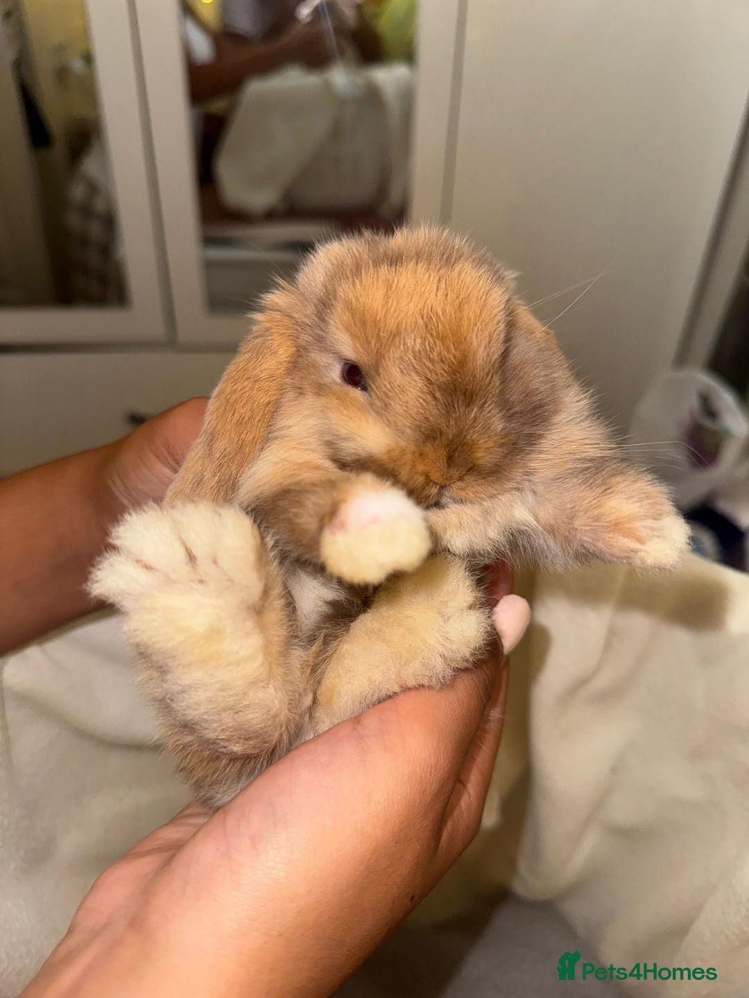 Mini Lop rabbits for sale: 4 gorgeous mini lop bunnies for sale  - Image 13
