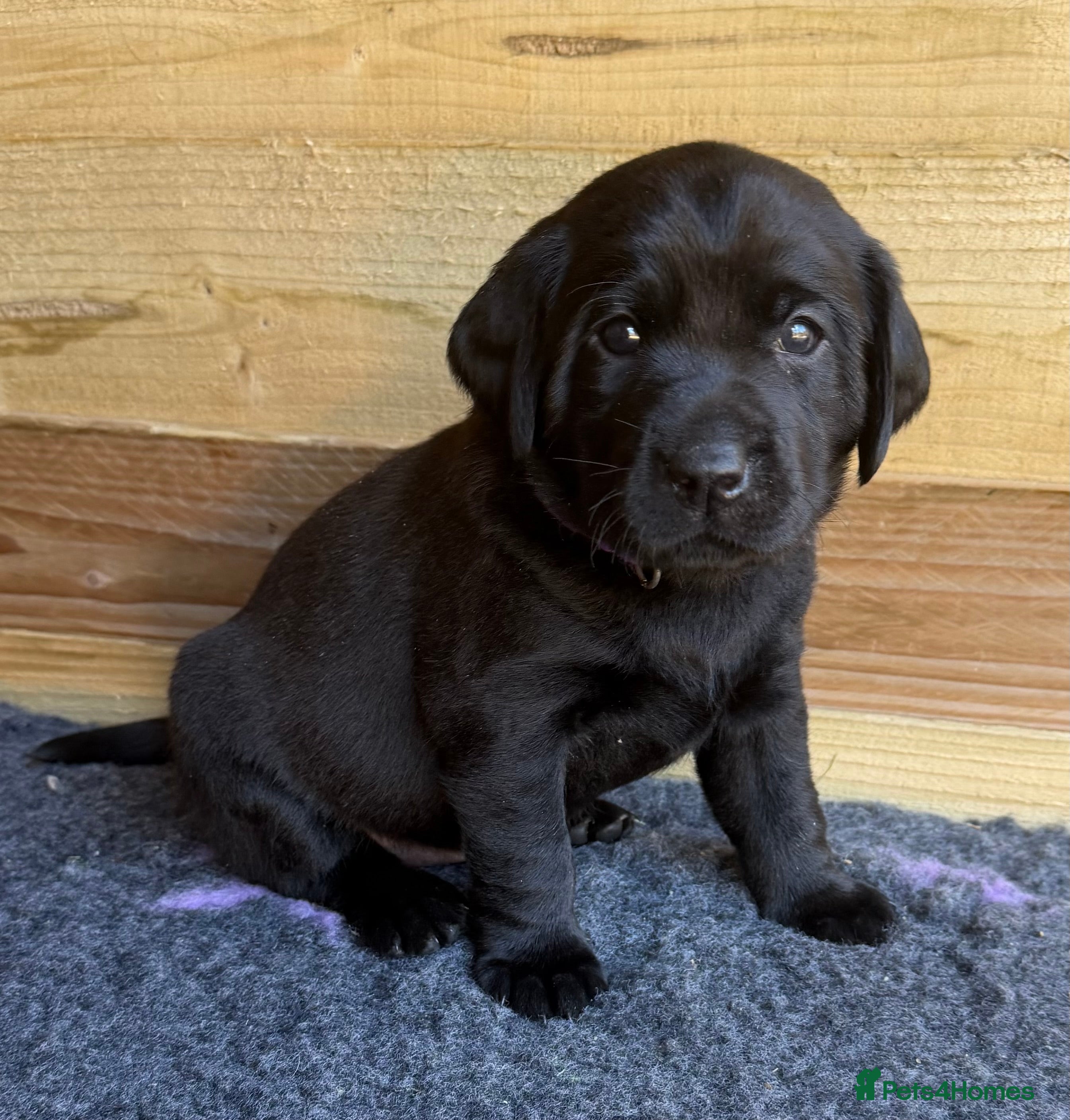 Labrador Retriever dogs LABRADOR RETRIEVER KC reg 2 girls left and 1 boy - Advert 2