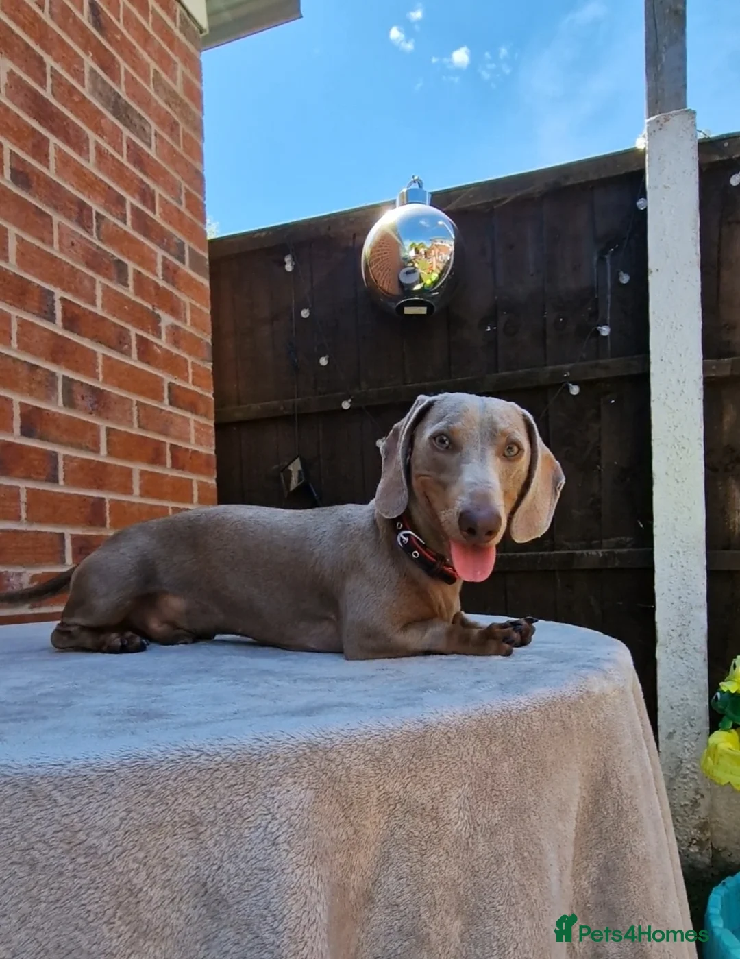 Miniature Dachshund dogs for stud: Romeo in Liverpool - Advert 8