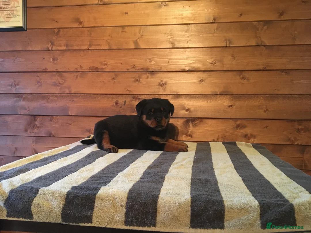 Rottweiler dogs for sale: XXX GERMAN ROTTWEILER PUPPIES XXX - Advert 7