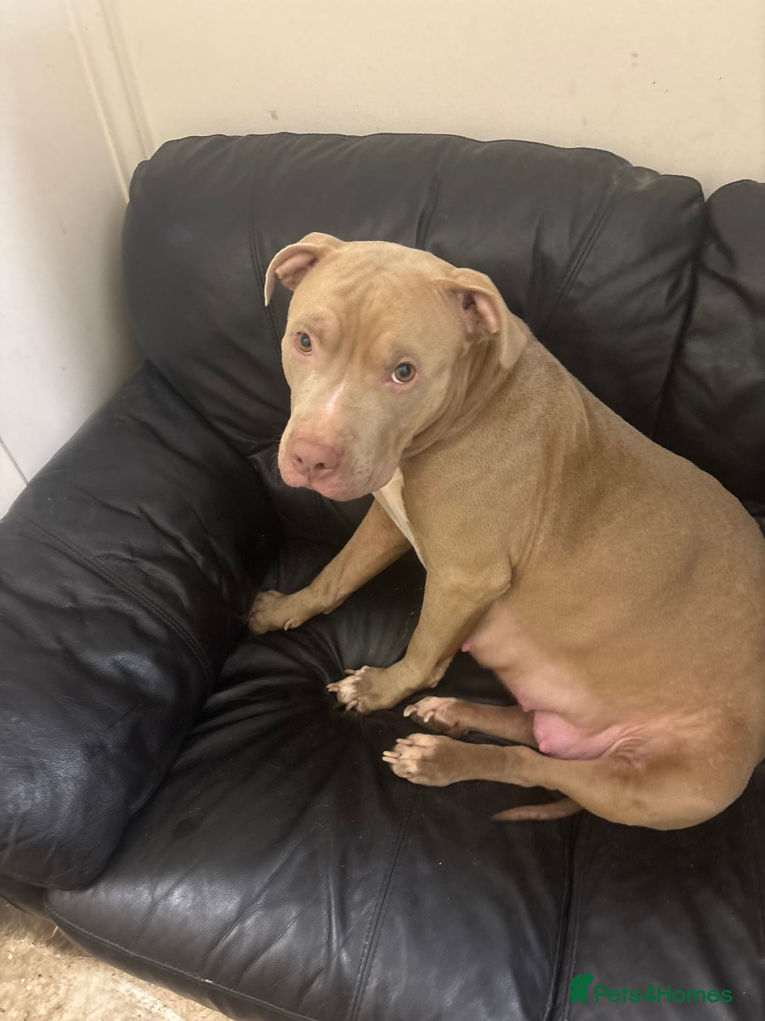 Mixed Breed dogs for sale: 4 month old male puppy - Advert 7