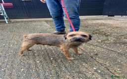 Border Terrier dogs for sale: Pure border terrier puppies  - Advert 11