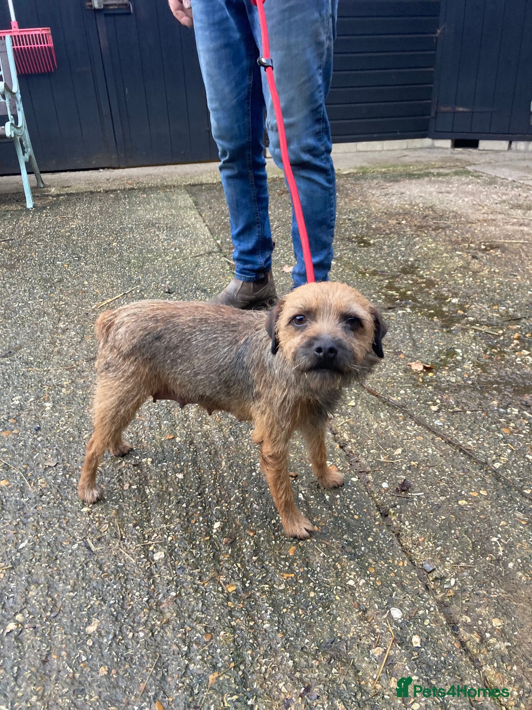 Border Terrier dogs for sale: Pure border terrier puppies  - Advert 11