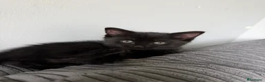 Mixed Breed Kitten 1 (Green collar)