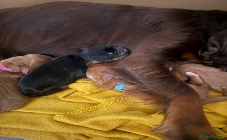 Cocker Spaniel dogs - Advert 4