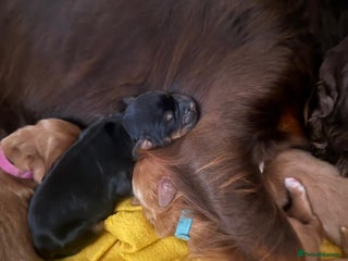 Cocker Spaniel dogs - Advert 23