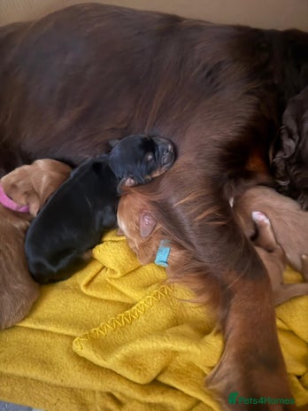 Cocker Spaniel dogs - Advert 4