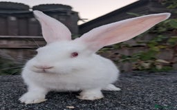 French Lop rabbits for sale: RESERVED Beautiful French Lop Cross Giant Bunnies - Image 1