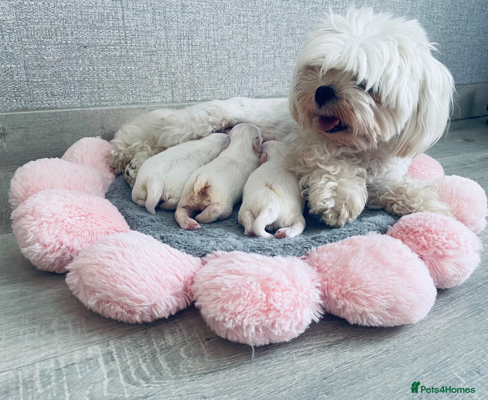 Maltese dogs Beautiful KC reg.Maltese puppies  - Advert 6