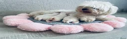Maltese dogs for sale: Beautiful KC reg.Maltese puppies  - Advert 2