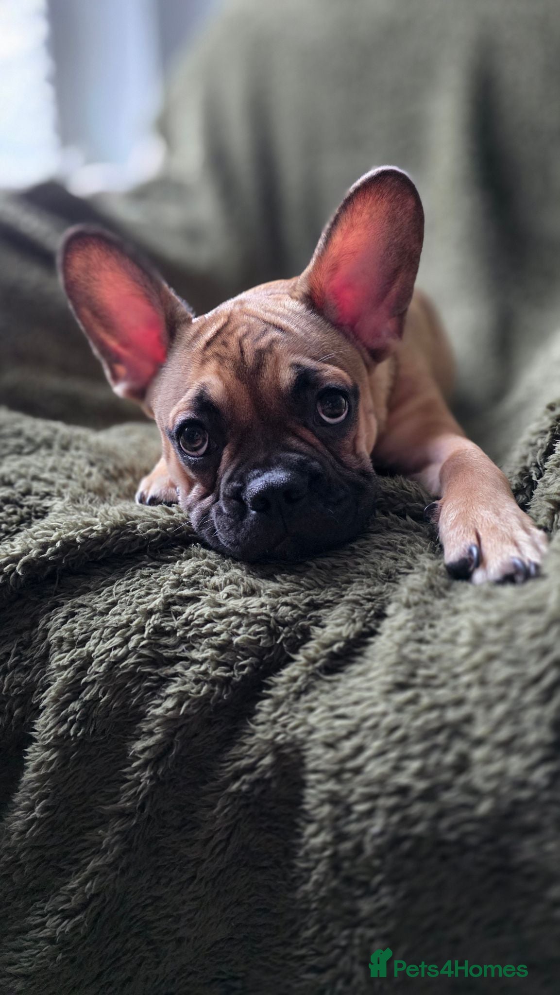 Mixed Breed dogs Frenchie x Chihuahua - Advert 1