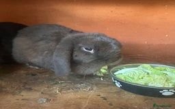 Mini Lop rabbits for sale: 2 female mini lops - Image 3