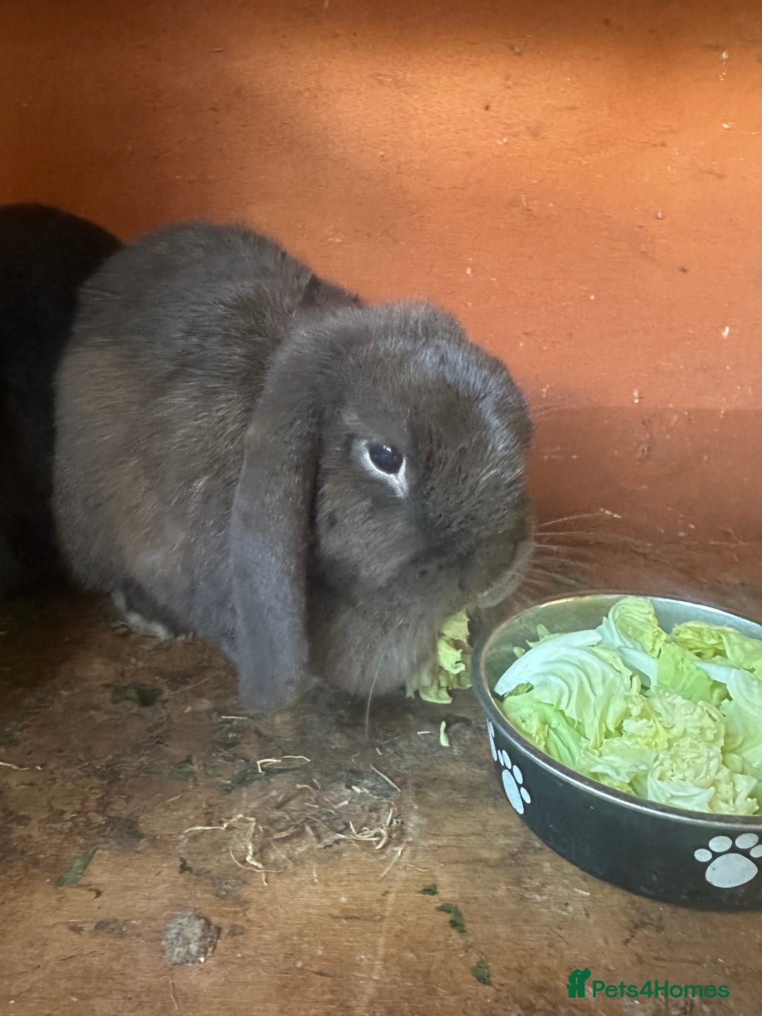 Mini Lop rabbits for sale: 2 female mini lops - Image 3