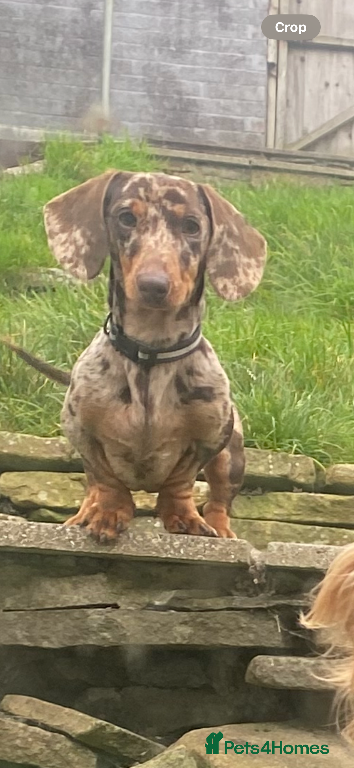 Dachshund dogs Chocolate dapple boy  - Advert 2