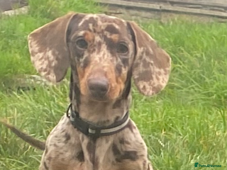 Dachshund dogs Chocolate dapple boy - Advert 1