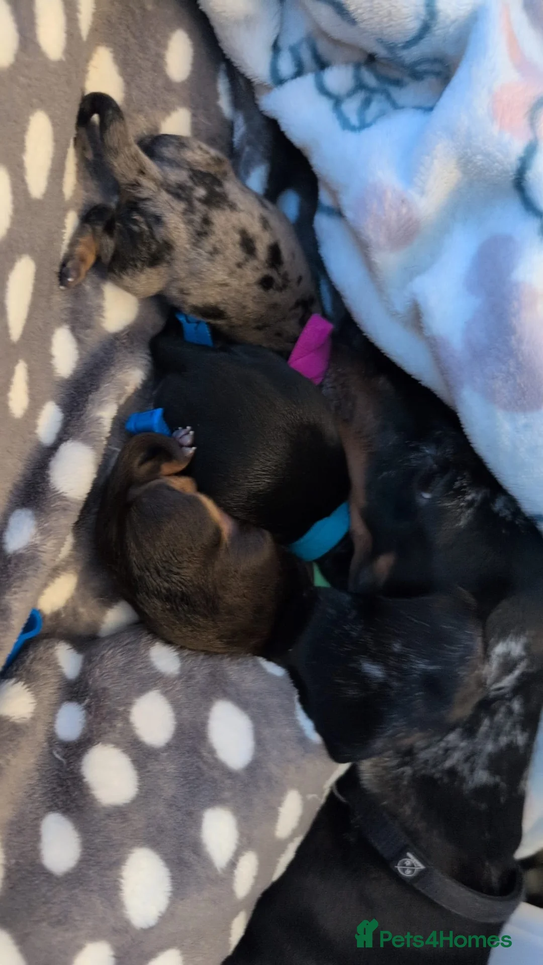Miniature Dachshund dogs for stud: Smooth Cream Piebald for Stud  in Motherwell - Advert 7