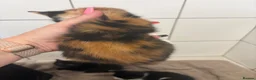 Mixed Breed cats for adoption: Beautiful kittens - Advert 8