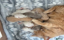 British Shorthair cats for sale: British shorthair kittens  - Image 5