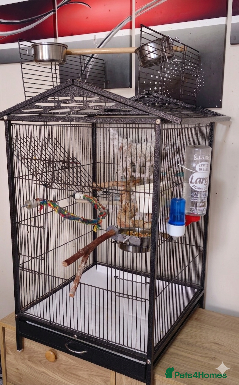 Ringnecks birds Metal Bird Cage(Parrots/Parakeets)–Excellent Condn - Advert 9