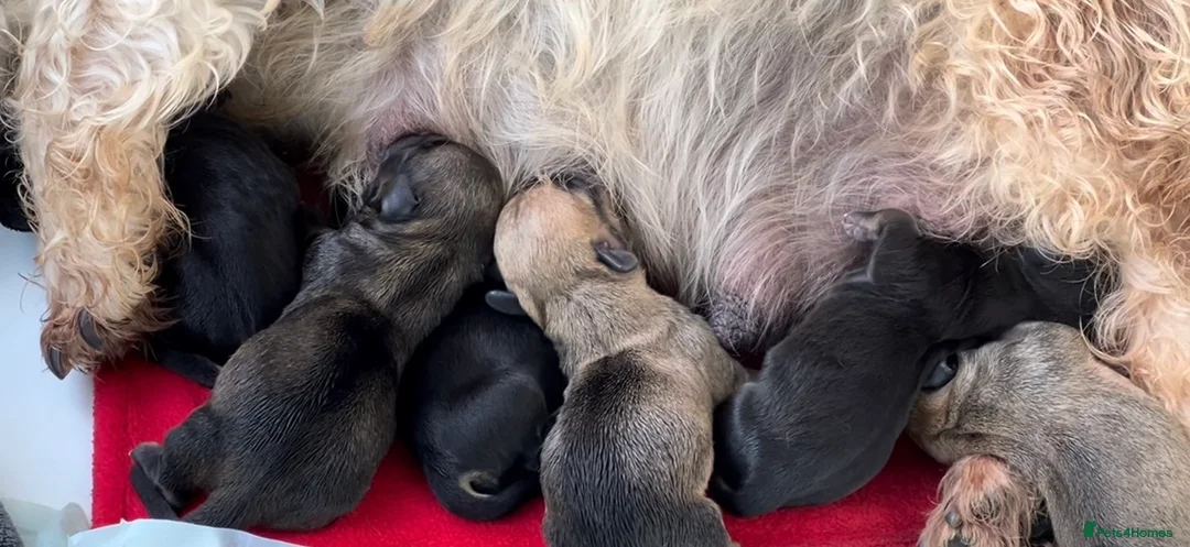 Dandie Dinmont Terrier dogs for sale: Beautiful and rarely available  - Advert 2