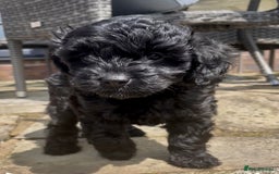 Cavapoo dogs for sale: F1 Cavapoos  - Image 9