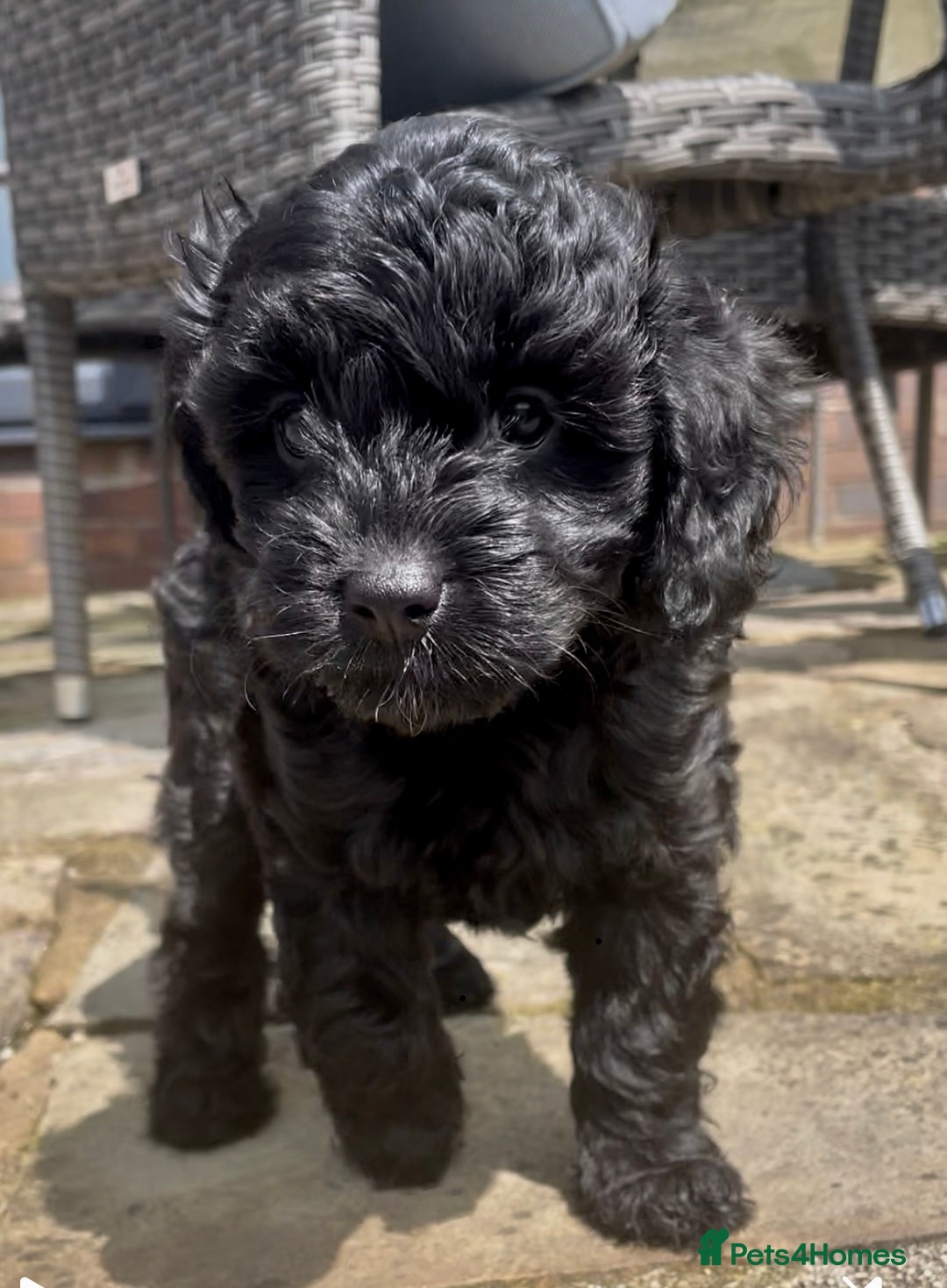 Cavapoo dogs for sale: F1 Cavapoos  - Image 9