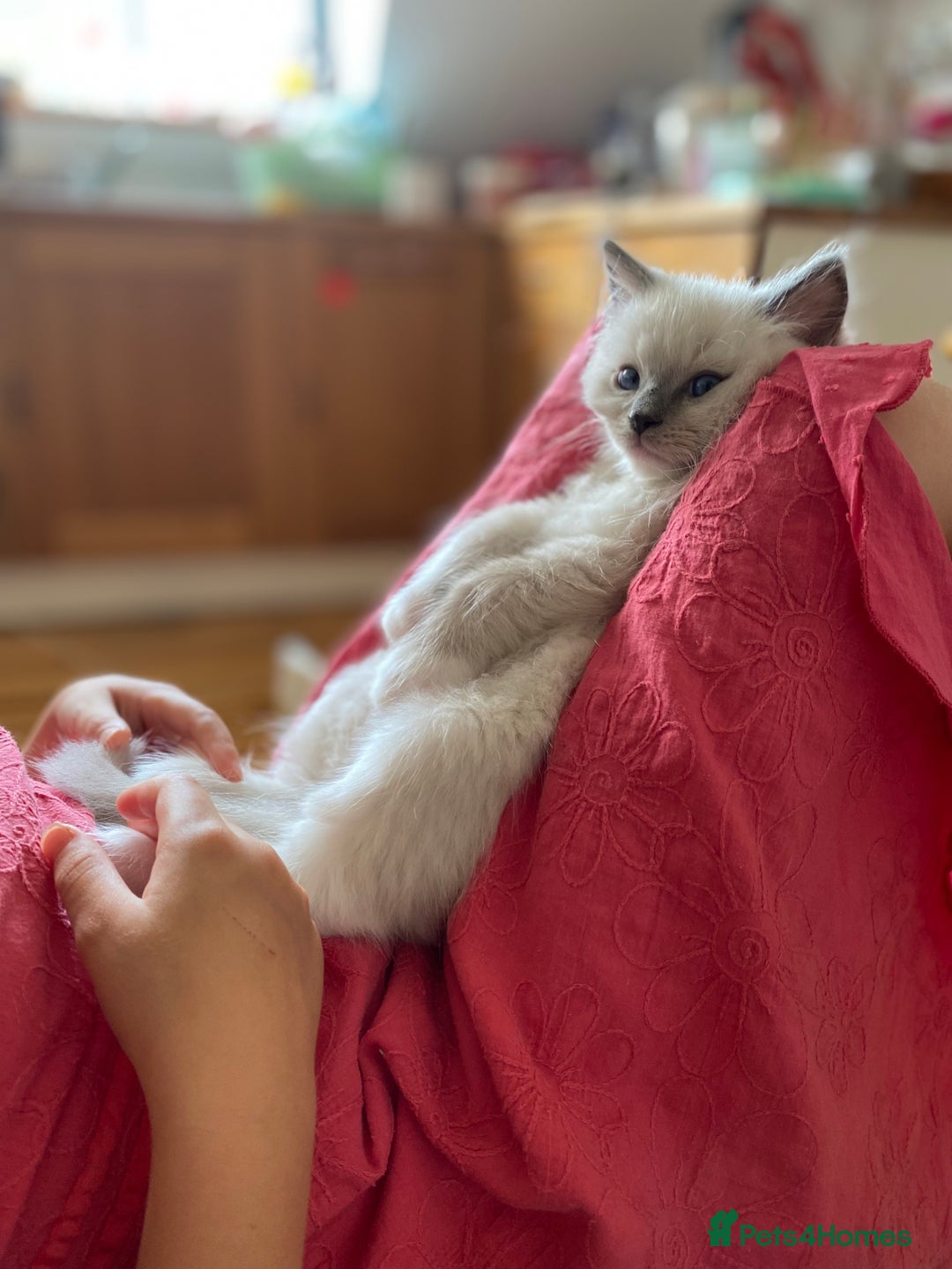 Ragdoll cats for sale: Friendliest Pedigree Ragdoll Kittens  - Image 9