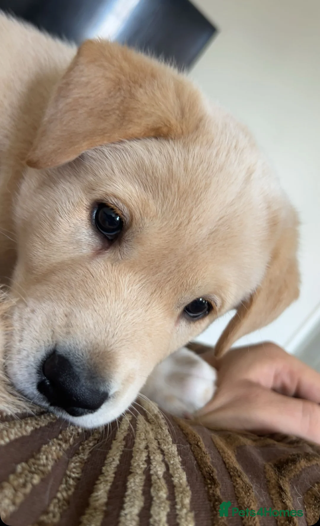 Mixed Breed dogs for sale: Akita/lab - Advert 2