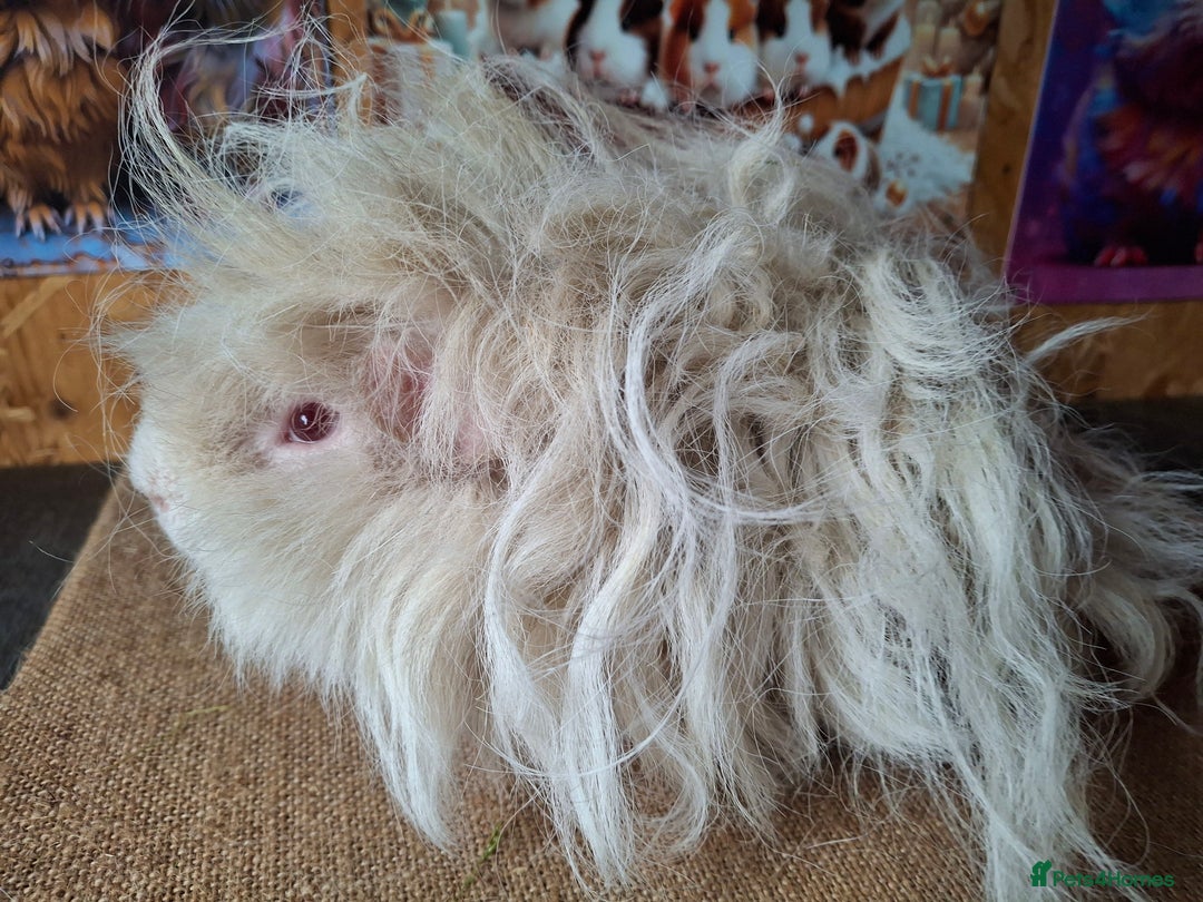 Guinea Pig rodents for sale: Lunkarya - Advert 3