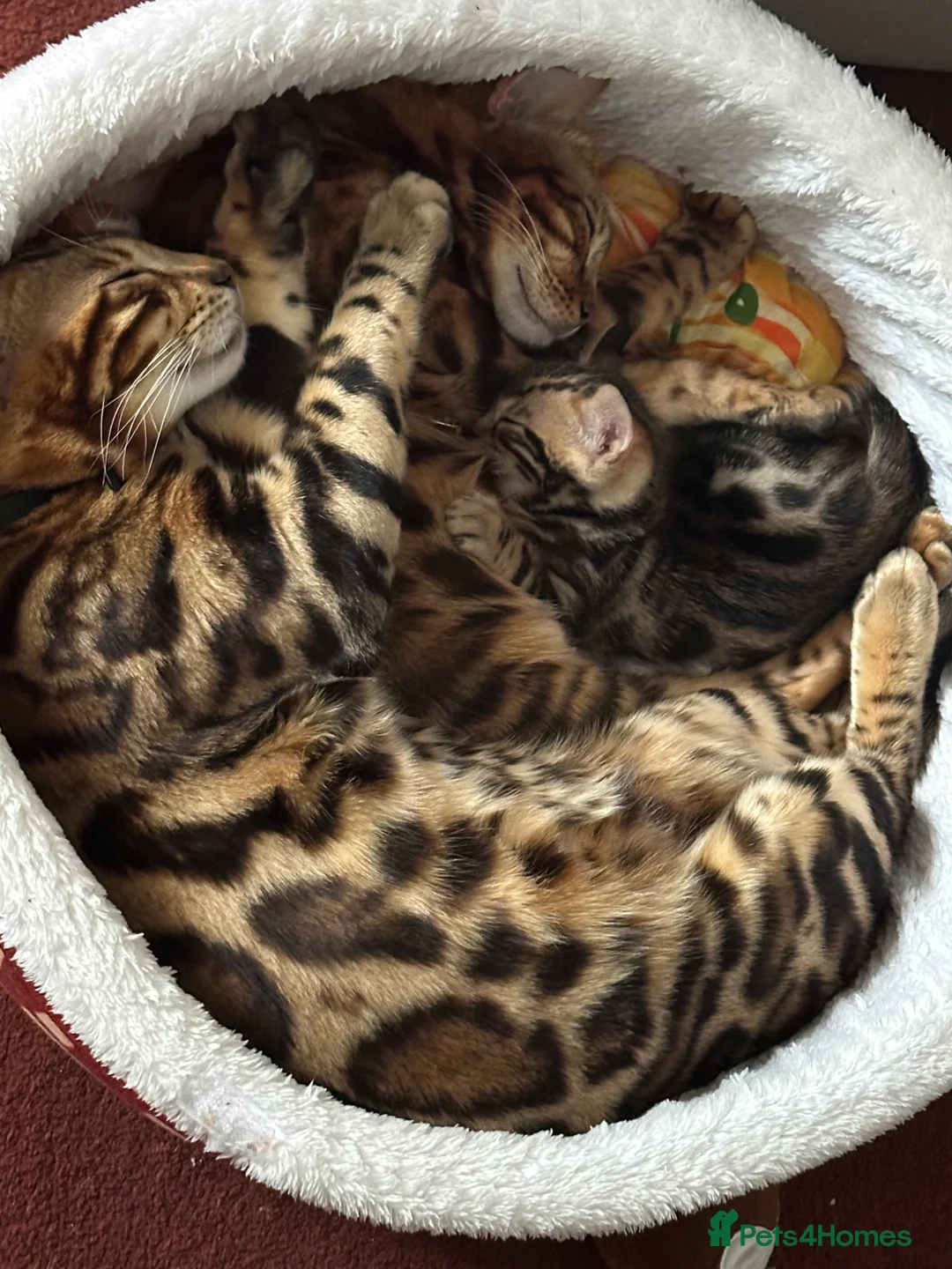 Bengal cats for sale: Baby pure bengal male  - Advert 1