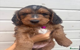Cockapoo dogs for sale: 🐾 Gorgeous cockapoo puppies🐾 - Image 7