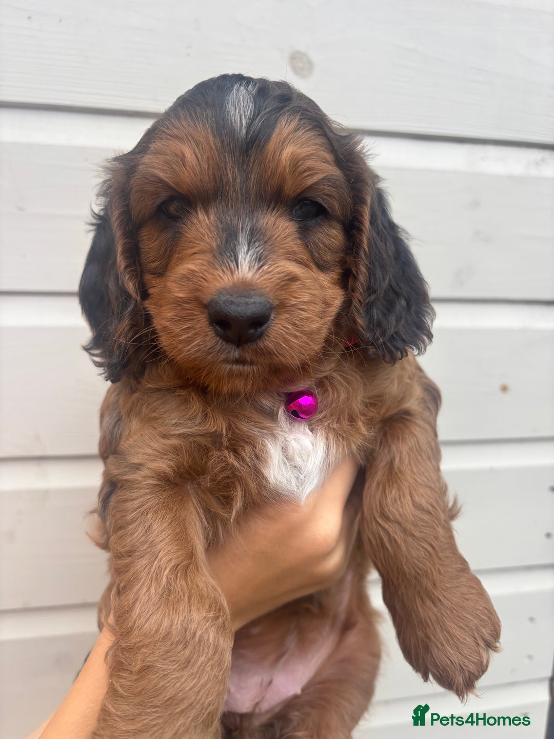 Cockapoo dogs for sale: 🐾 Gorgeous cockapoo puppies🐾 - Image 7