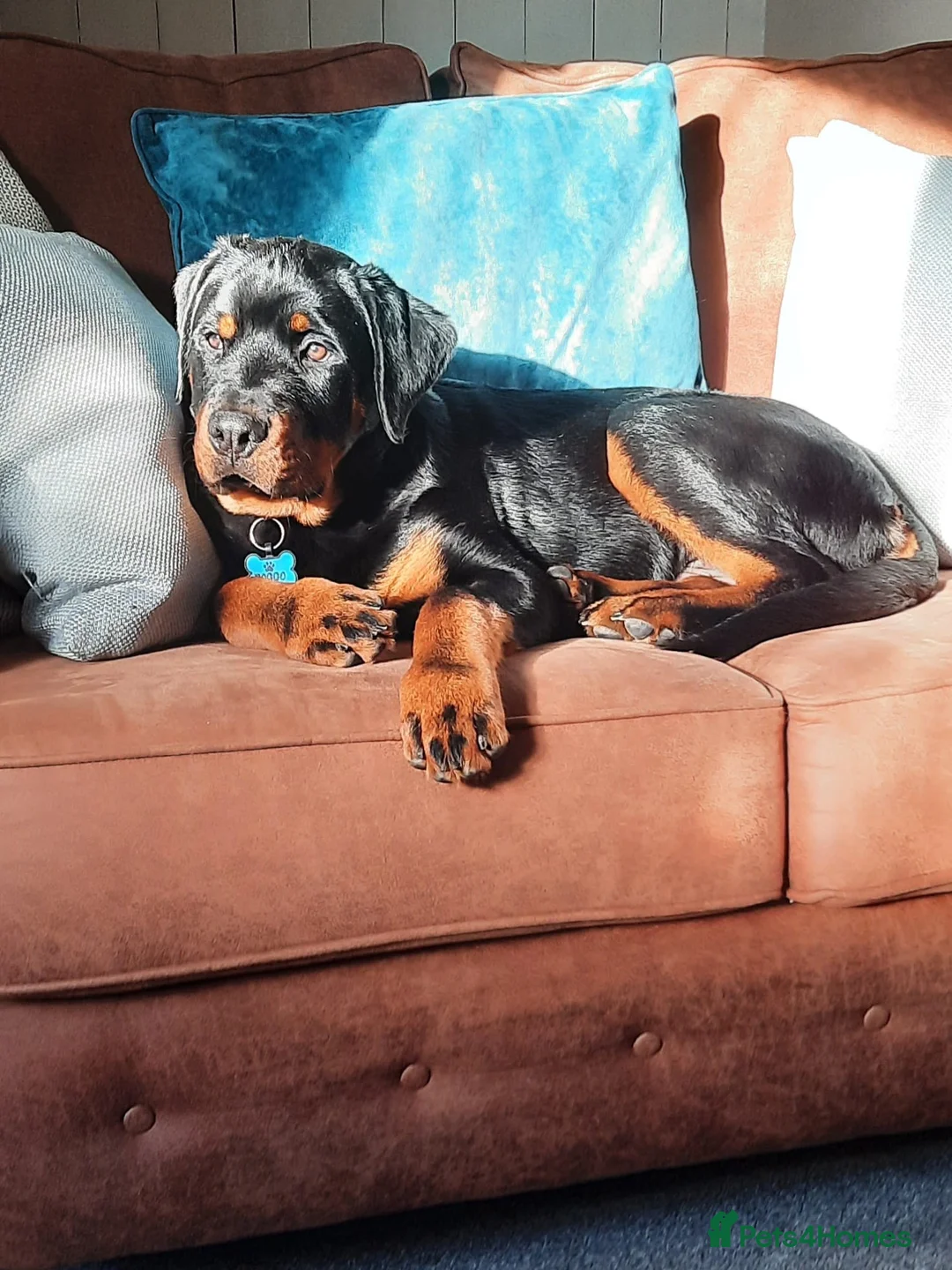 Rottweiler dogs for stud: proven rottweiler stud in Barnsley - Advert 19