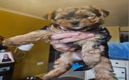 Yorkshire Terrier dogs for sale: Girl Yorkshire terrier puppy - Image 4