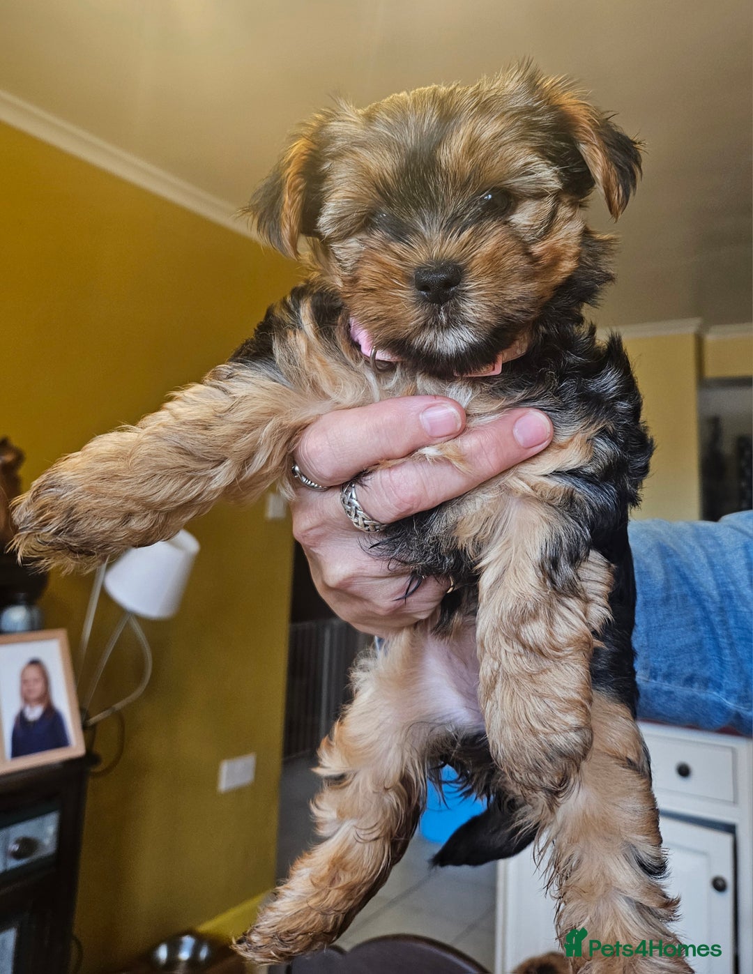Yorkshire Terrier dogs for sale: Girl Yorkshire terrier puppy - Image 4