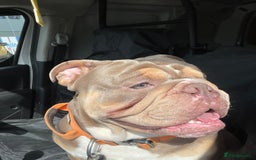 English Bulldog dogs for sale: Lilac & Tan English Bulldog 3 Yr Old MALE - Image 14