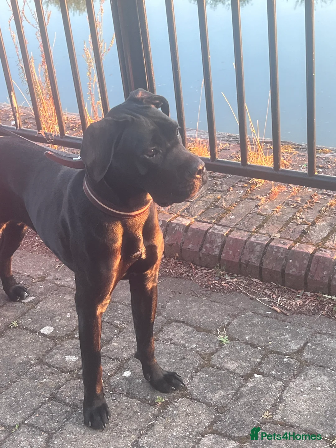 Cane Corso dogs for sale: Beautiful Cane Corso  - Advert 1