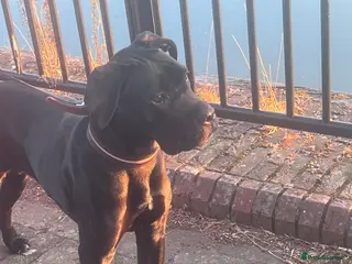 Cane Corso dogs Beautiful Cane Corso - Advert 8