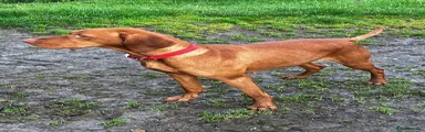 Hungarian Vizsla 7