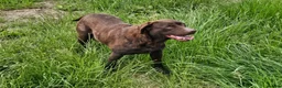 Labrador Retriever dogs for sale: BEAUTIFUL 6 YEAR OLD CHOCOLATE LABRADOR - Advert 4