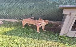 Mixed Breed dogs for adoption: Sandy is looking for a home! - Image 4