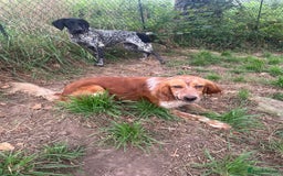 English Setter dogs for adoption: Piti  - Image 4