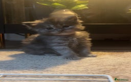 Maine Coon cats for sale: Maine coon kittens for sale  - Advert 8