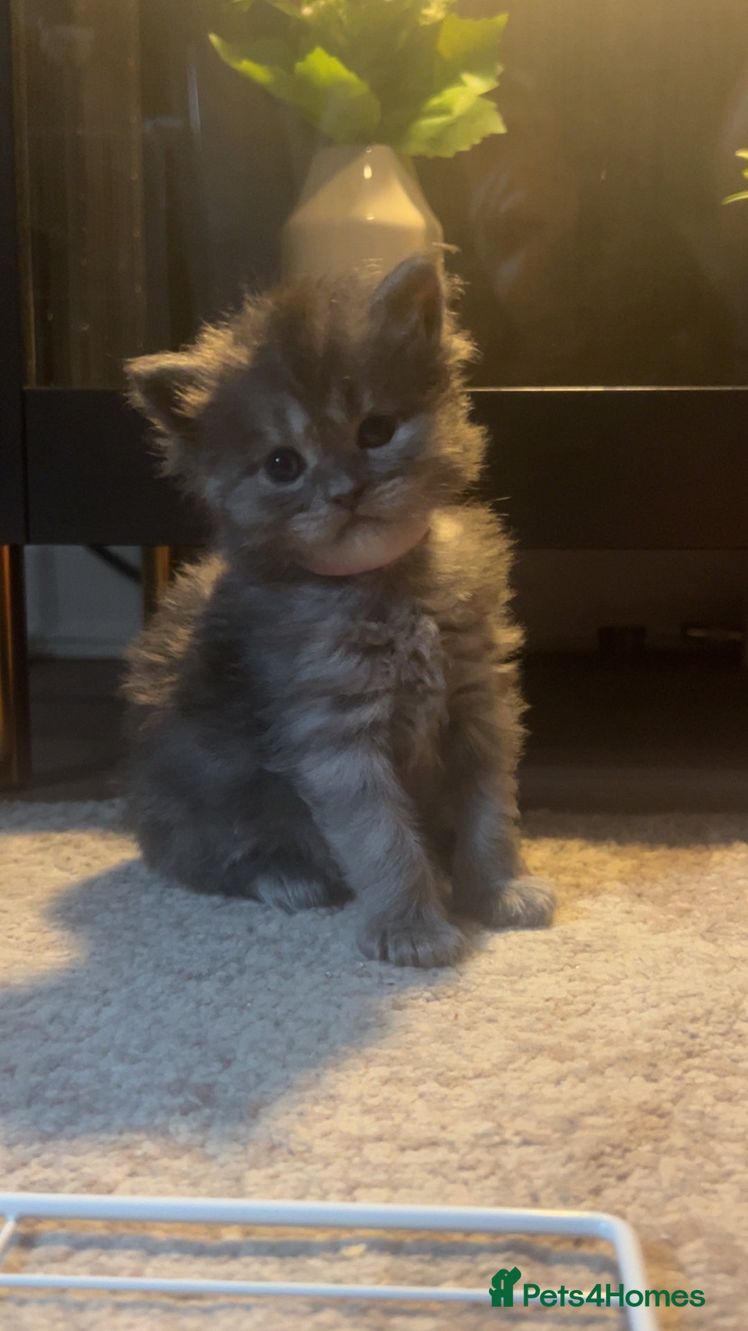 Maine Coon cats for sale: Maine coon kittens for sale  - Advert 8