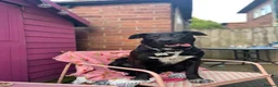 Mixed Breed dogs for sale: Lab Cross - Rehoming Our Beautiful Boy  - Advert 10