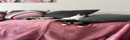 Domestic Shorthair cats for sale: Selling domestic kittens (calico kittens) in Livingston - Advert 11